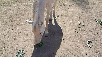 Латинка на улице встала на колени и открыв ротик сделала парню минет...